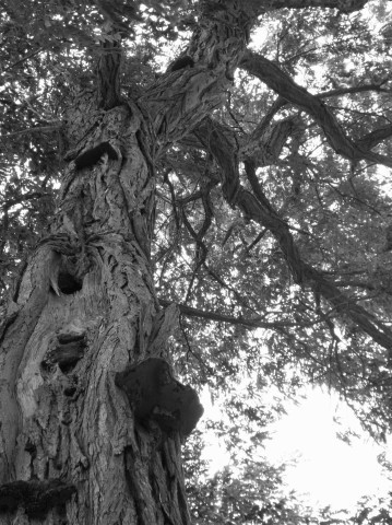 My Personal Photos : Twisted tree bw
