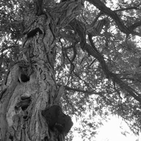 My Personal Photos : Twisted tree bw